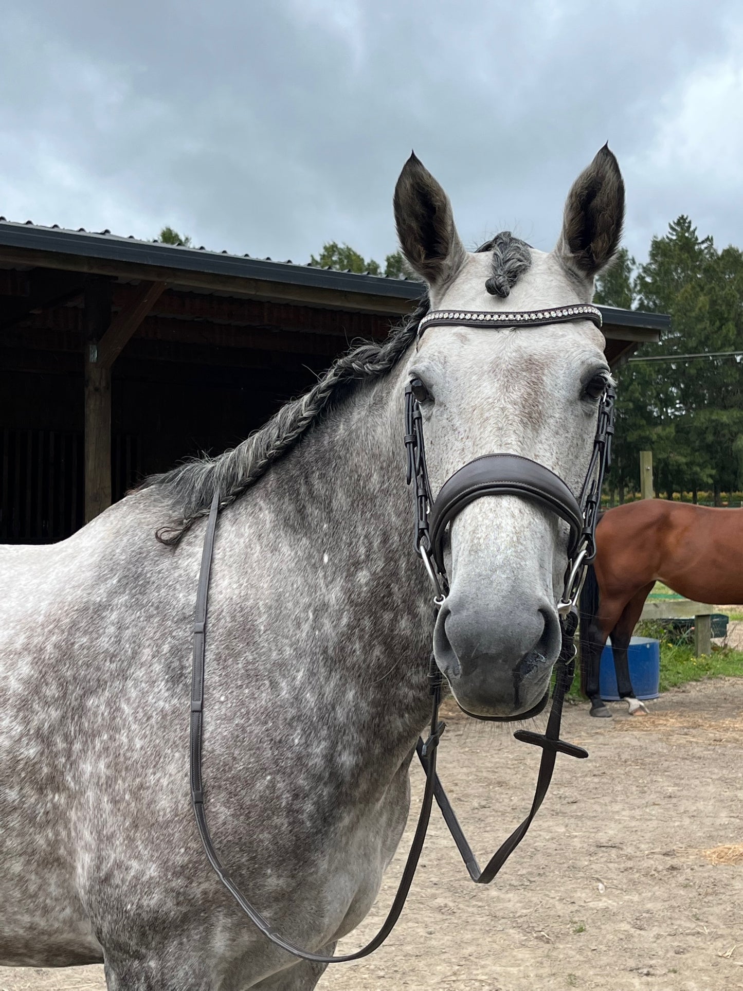 Limerence Bridle from Holbrook Equestrian