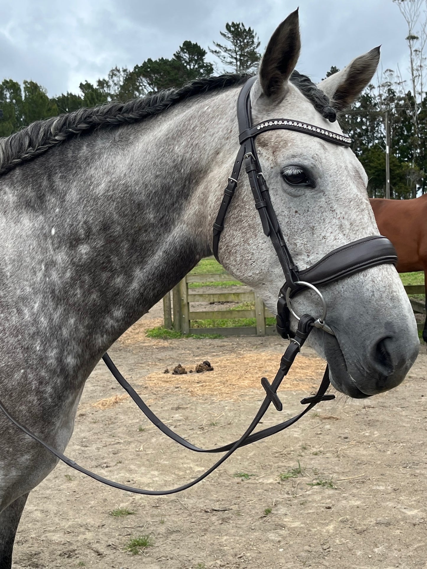 Limerence Bridle from Holbrook Equestrian