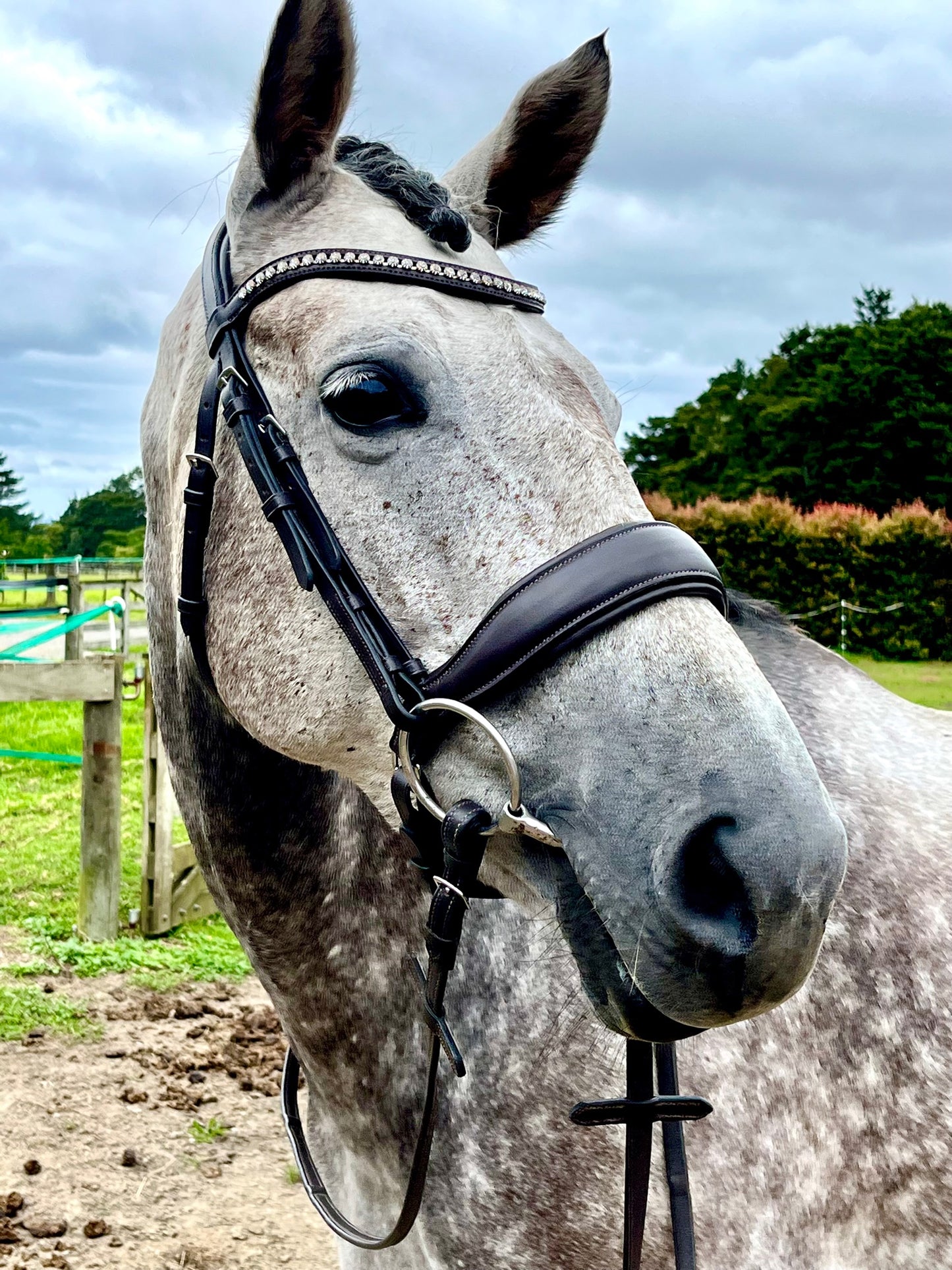 Limerence Bridle from Holbrook Equestrian