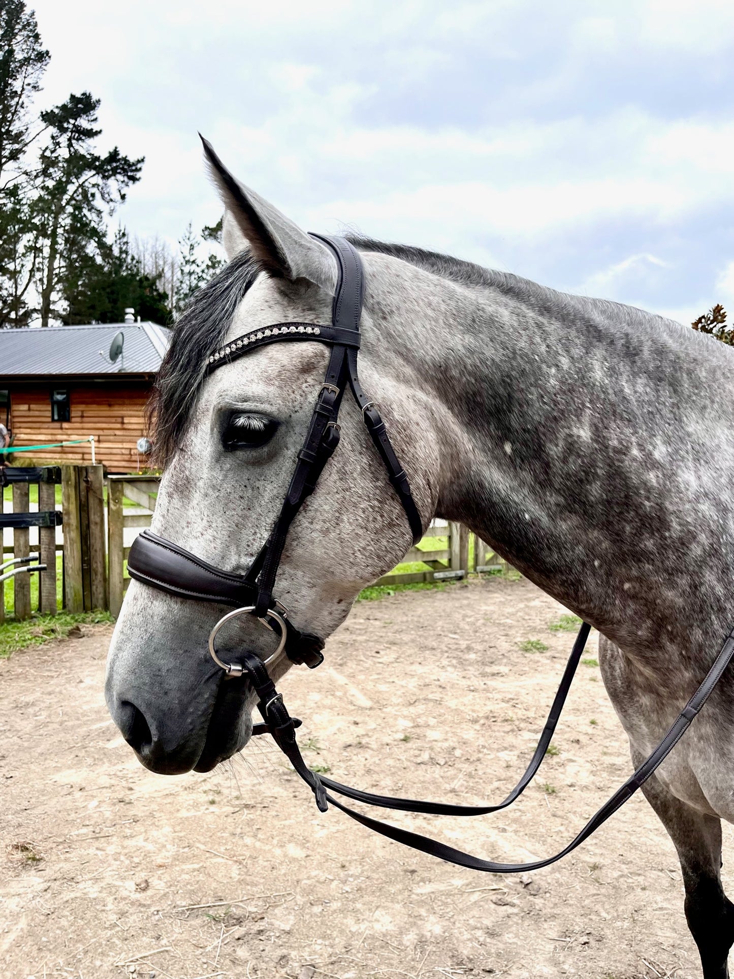 Limerence Bridle from Holbrook Equestrian